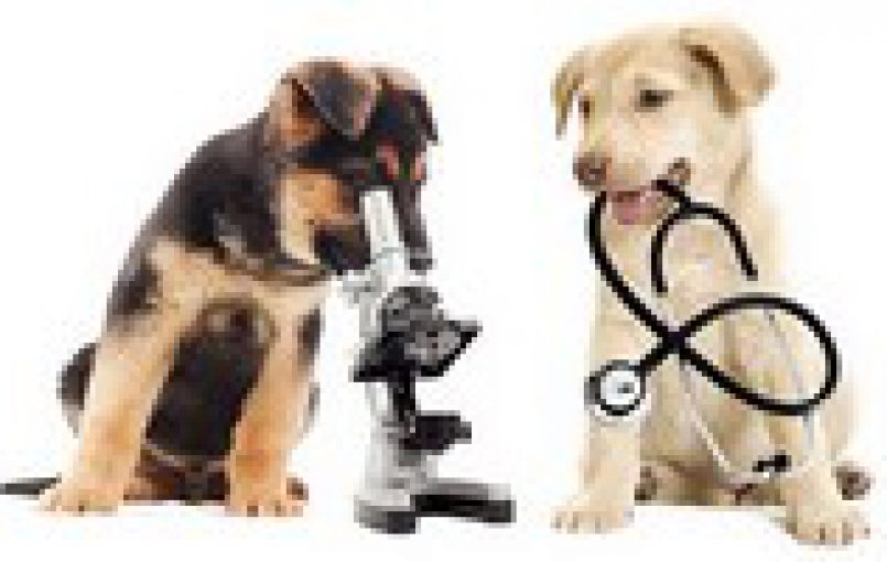 Contamos con LABORATORIO PROPIO, lo cual nos permite contar con una gama de análisis clínicos para sus mascotas en un corto tiempo: HEMOGRAMA COMPLETO PERFIL INTEGRAL DE SALUD ¡TRABAJAMOS CON EQUIPOS DE ULTIMA TECNOLOGÍA , COMO LO ES ABAXIS VETSCAN!    