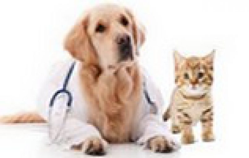 Agrosuni siempre piensa en su mascota por eso cuenta con Doctores capacitados que les brindaran el tratamiento mas adecuado para que sus mascotas se recuperen de cualquiera enfermadad.